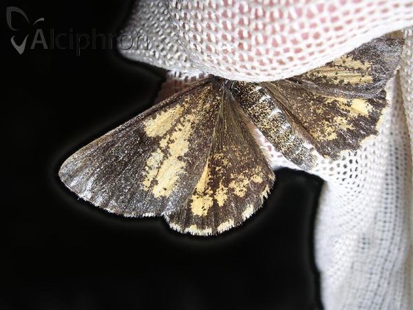 Bupalus piniaria