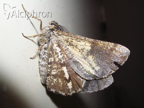 Bupalus piniaria