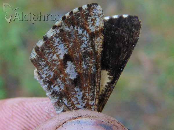 Bupalus piniaria