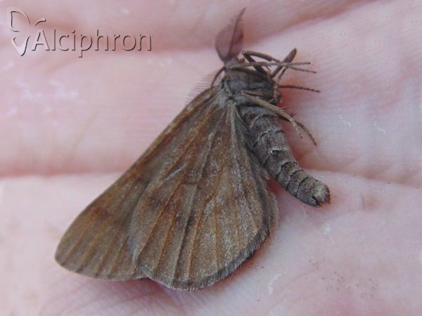 Bupalus piniaria