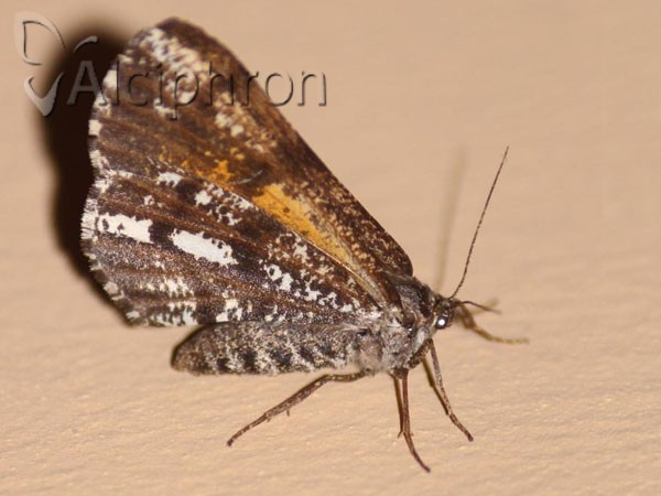 Bupalus piniaria