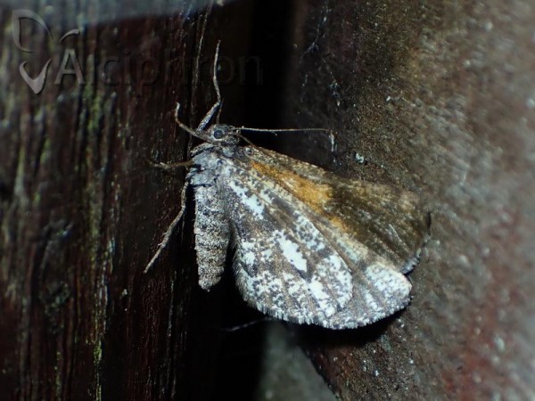 Bupalus piniaria