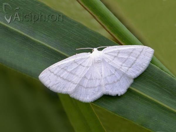 Cabera pusaria