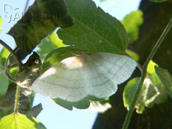Cabera pusaria