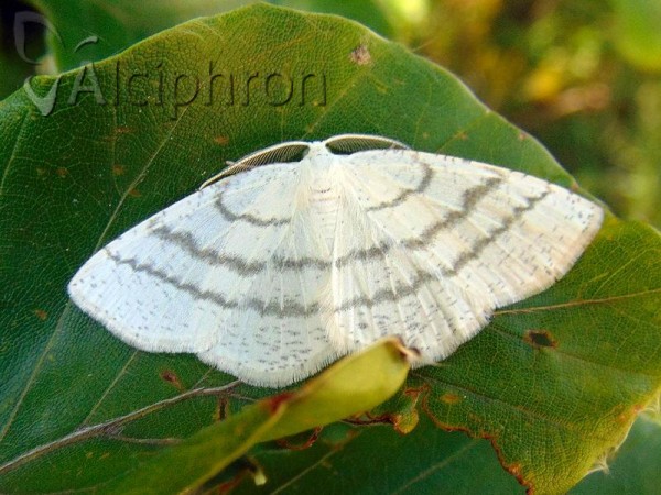Cabera pusaria