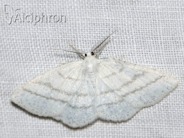 Cabera pusaria