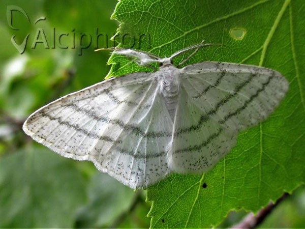 Cabera pusaria
