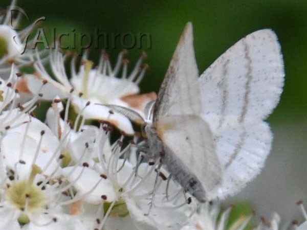 Cabera pusaria