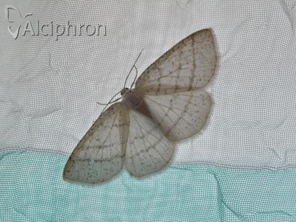 Cabera pusaria