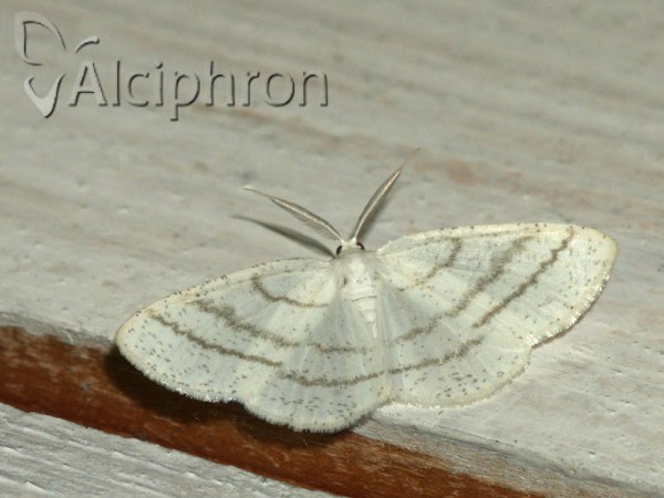 Cabera pusaria
