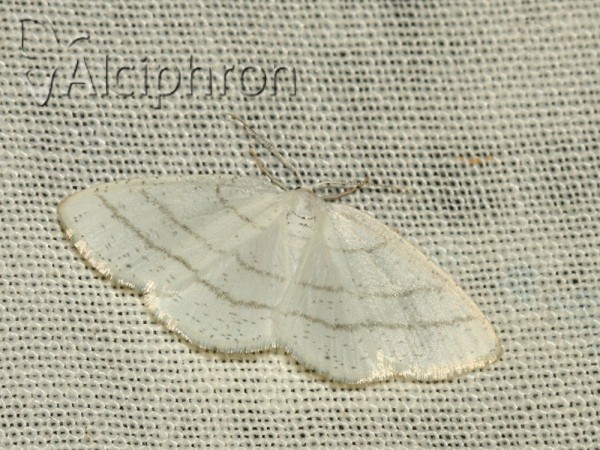 Cabera pusaria