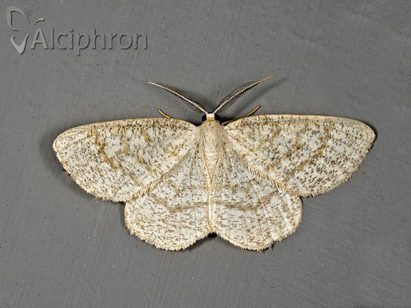 Cabera exanthemata