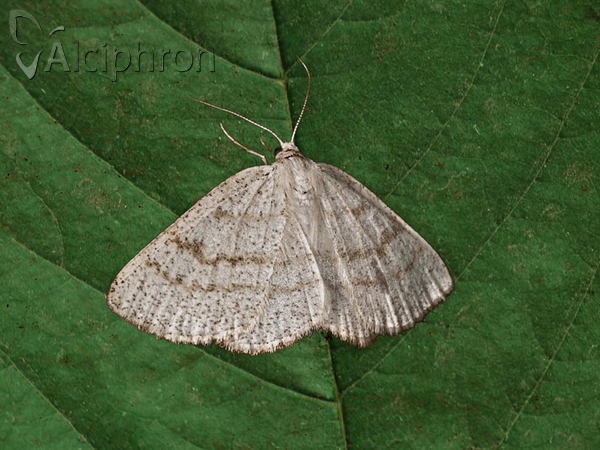 Cabera exanthemata
