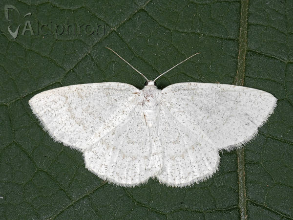 Cabera exanthemata