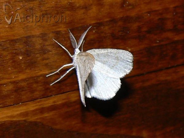 Cabera exanthemata