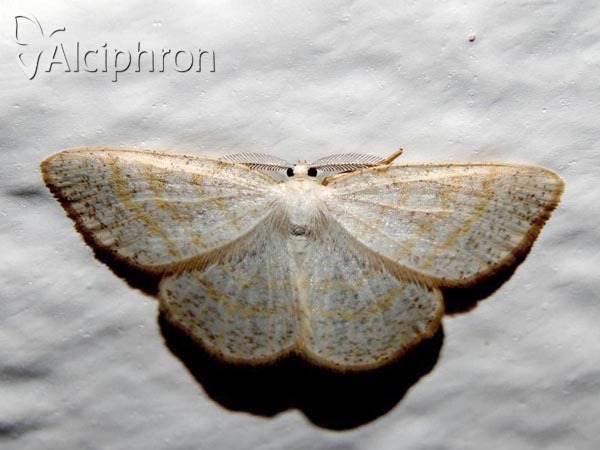 Cabera exanthemata
