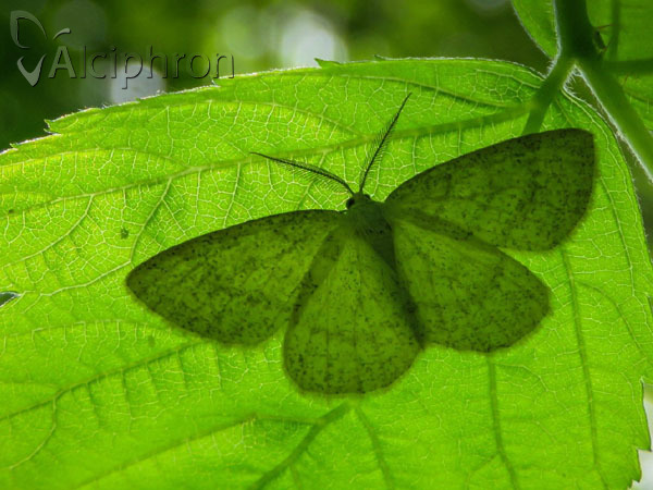 Cabera exanthemata