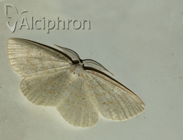 Cabera exanthemata