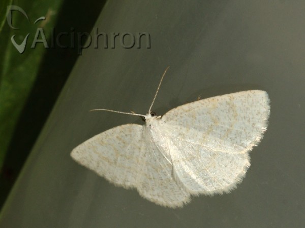 Cabera exanthemata