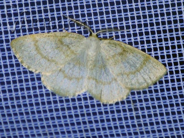 Cabera exanthemata