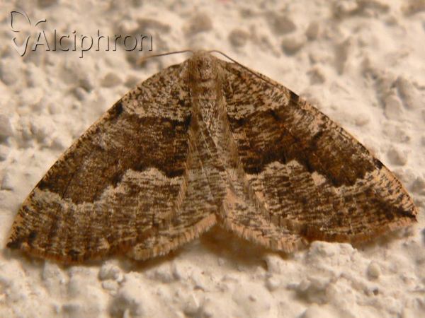 Pungeleria capreolaria