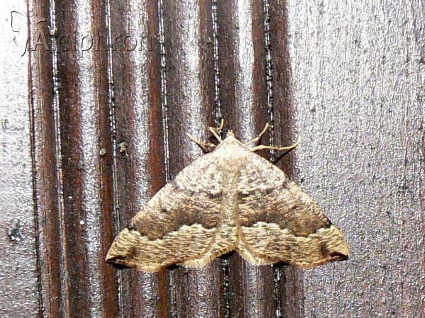 Pungeleria capreolaria