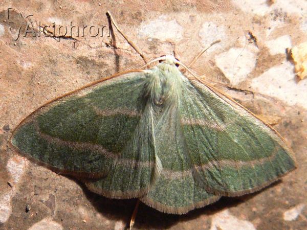 Hylaea fasciaria