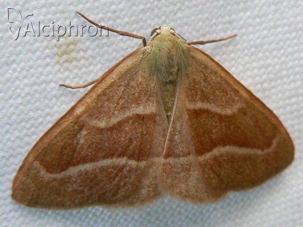 Hylaea fasciaria