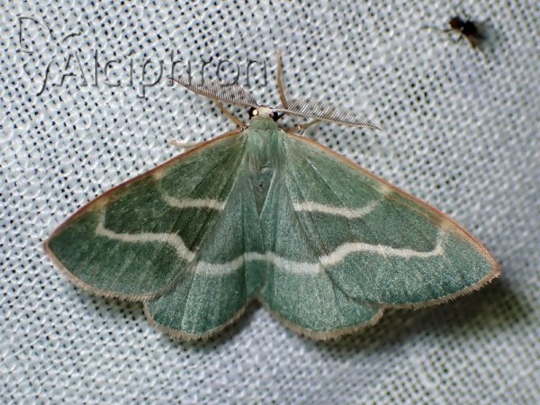 Hylaea fasciaria