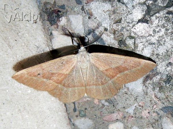 Hylaea fasciaria