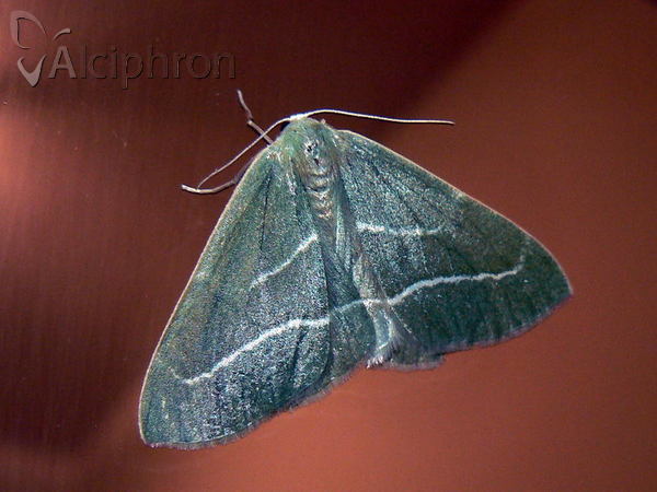 Hylaea fasciaria