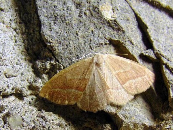 Hylaea fasciaria