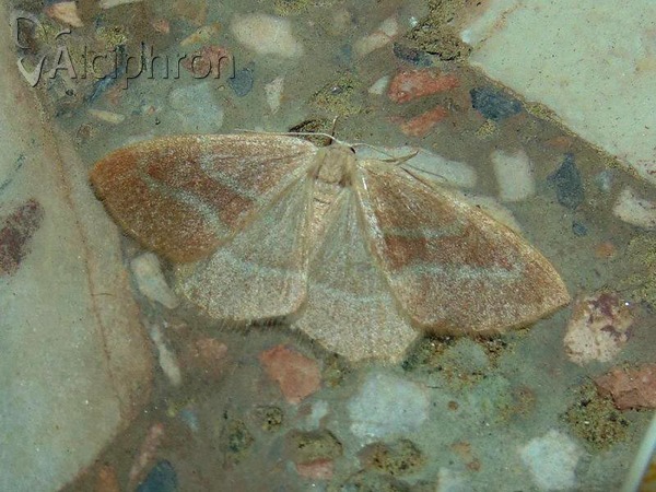 Hylaea fasciaria