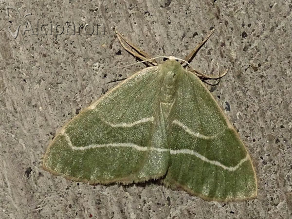 Hylaea fasciaria
