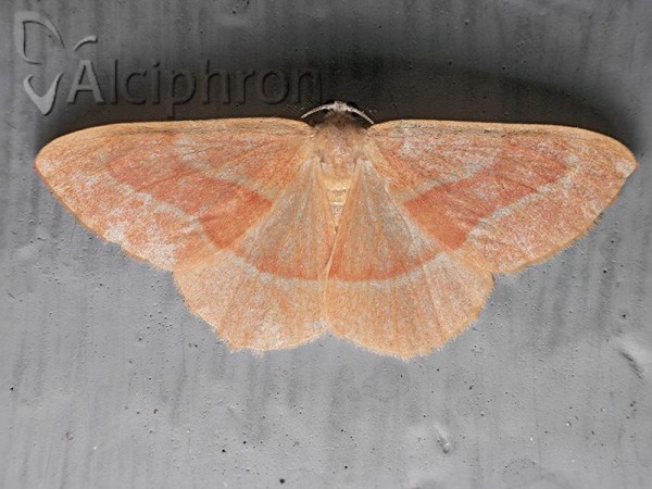 Hylaea fasciaria