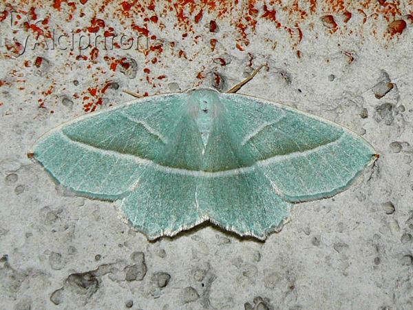 Campaea margaritaria