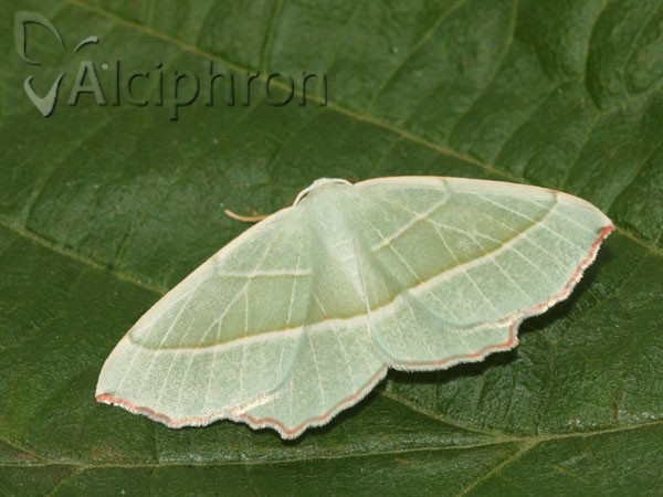 Campaea margaritaria