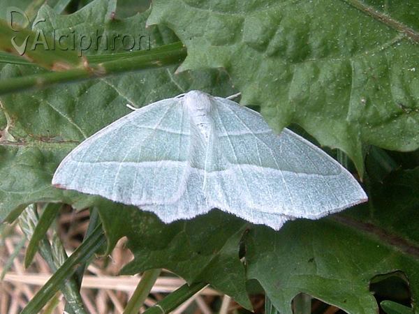 Campaea margaritaria