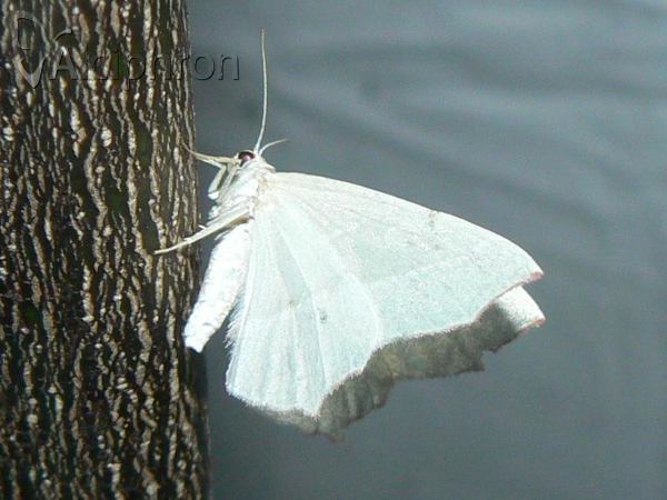 Campaea margaritaria