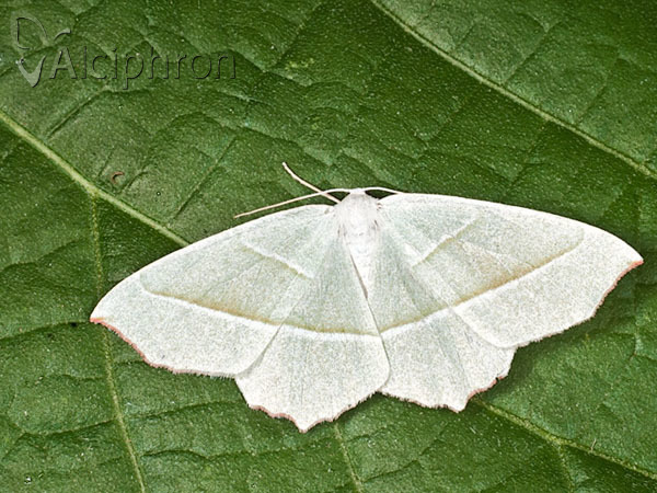 Campaea margaritaria