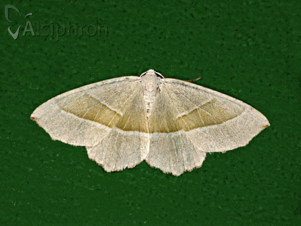 Campaea margaritaria
