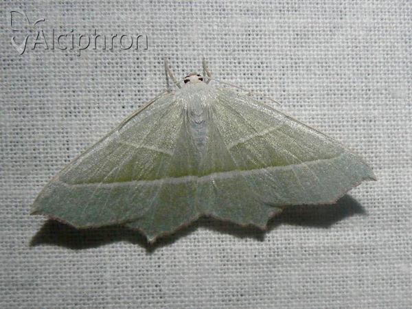 Campaea margaritaria
