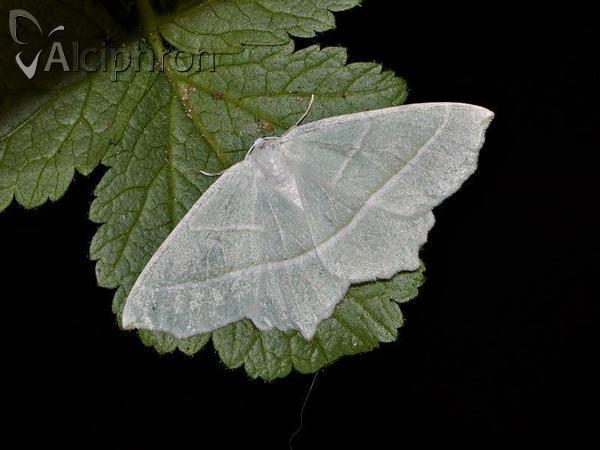 Campaea margaritaria