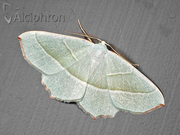 Campaea margaritaria