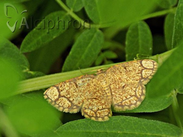 Stegania cararia