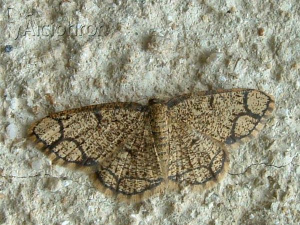 Stegania cararia