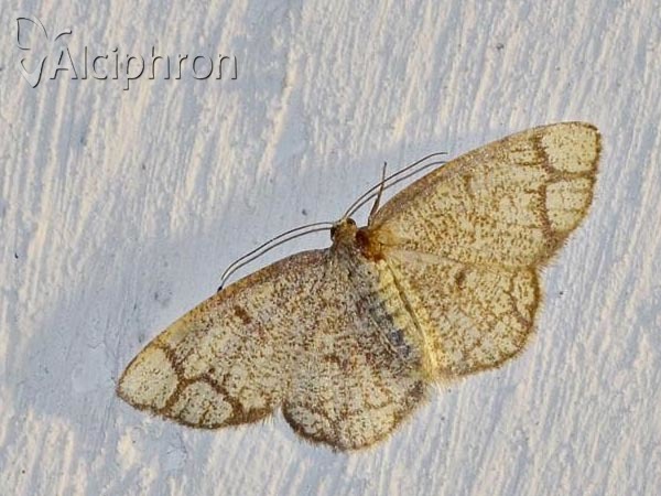 Stegania cararia