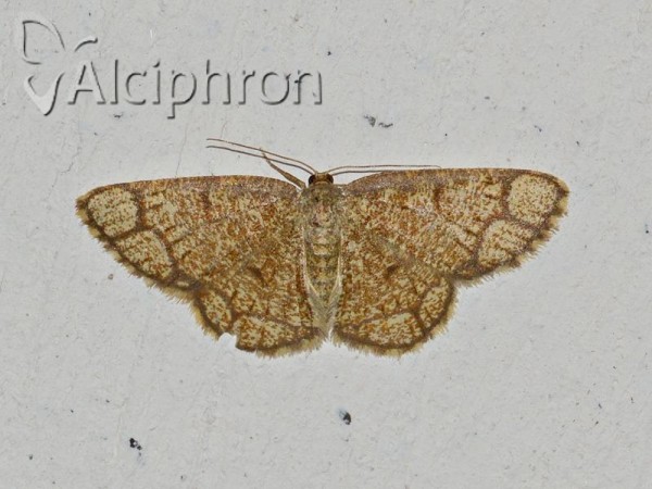 Stegania cararia