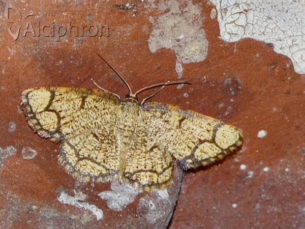 Stegania cararia