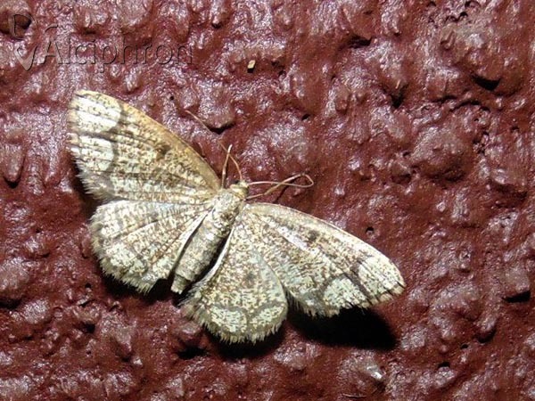 Stegania cararia